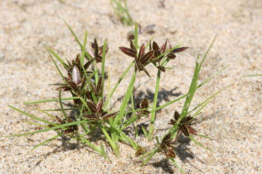 Image of slender flatsedge