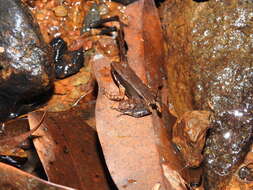 Image of Micrixalus candidus Biju, Garg, Gururaja, Shouche & Walujkar 2014