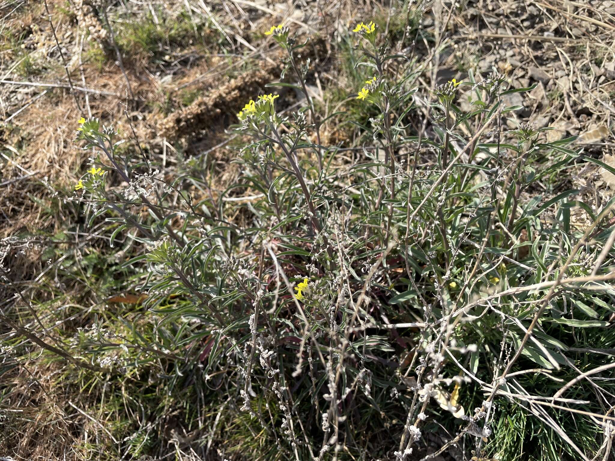 Image of Erysimum crepidifolium Rchb.