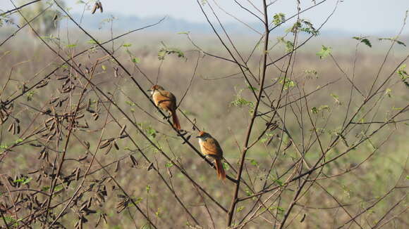 Image of Greater Thornbird