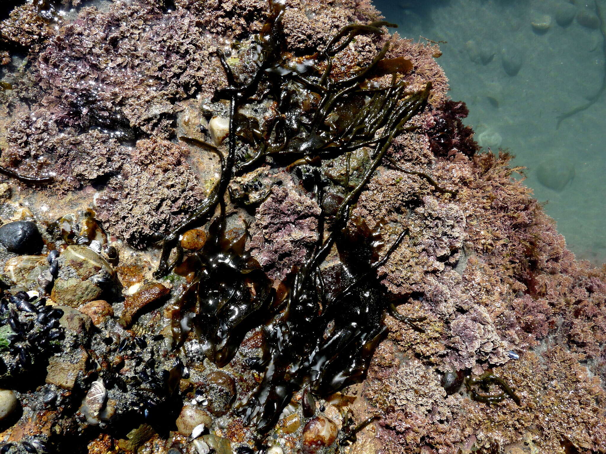 Image of Petalonia binghamiae (J. Agardh) K. L. Vinogradova 1973