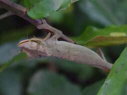 Image of Black-headed Dwarf Chameleon