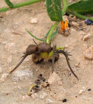 Image of Calendula palaestina Boiss.