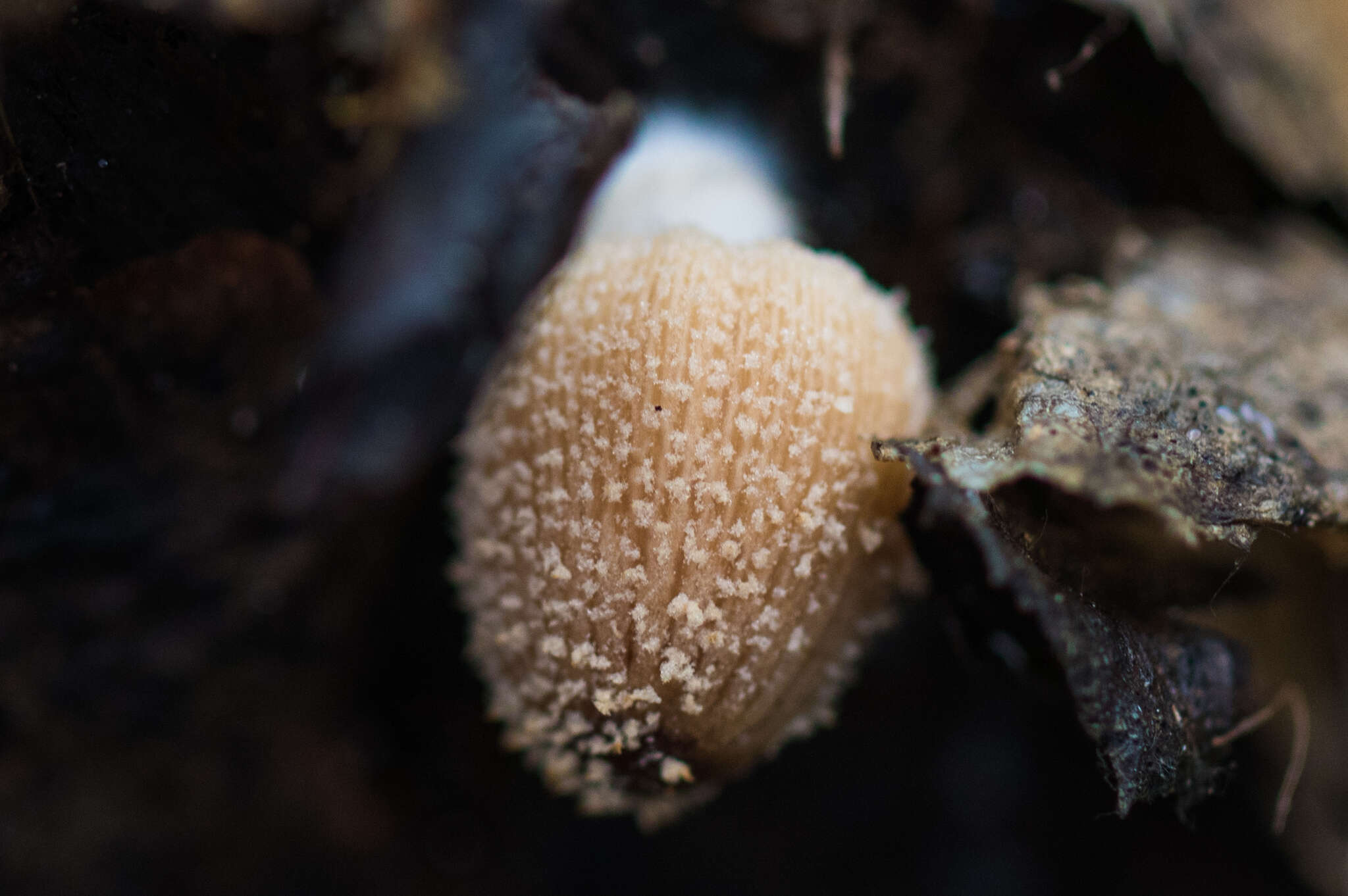 Coprinellus domesticus (Bolton) Vilgalys, Hopple & Jacq. Johnson 2001的圖片