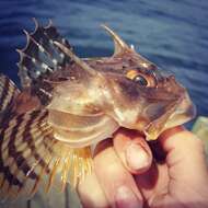 Image of Longhorn sculpin