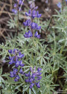 Imagem de Lupinus argenteus var. argenteus