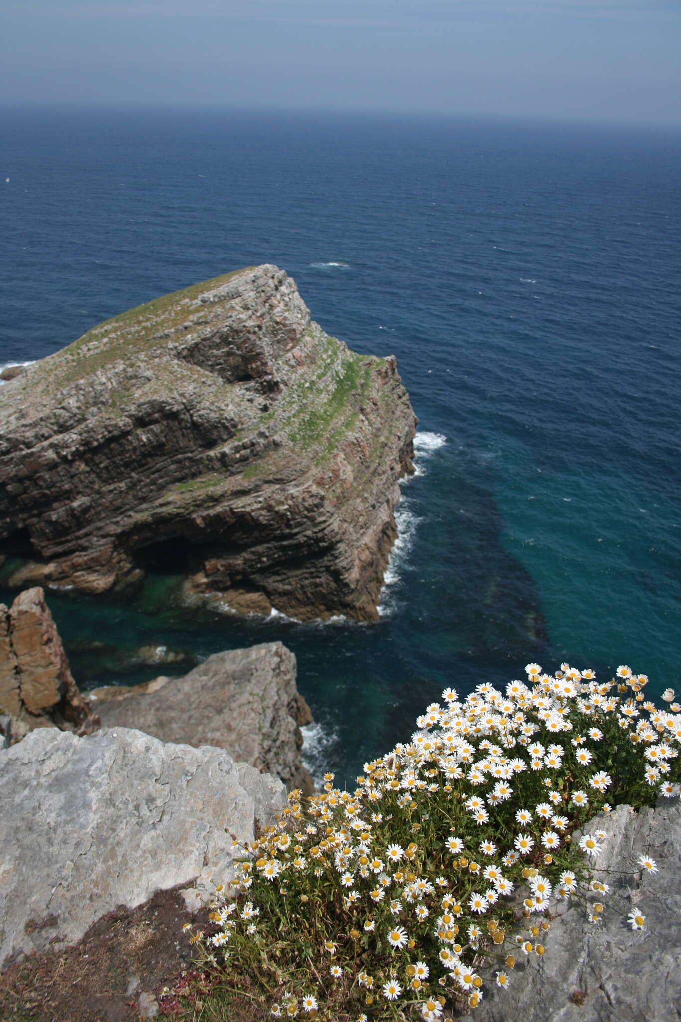 Слика од Leucanthemum ircutianum subsp. crassifolium (Lange) R. Vogt