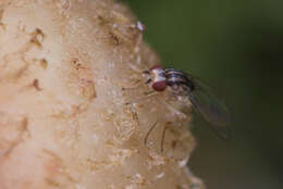 Image of Hirtodrosophila trivittata (Strobl 1893)