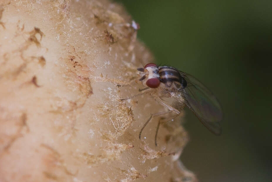 Image of Hirtodrosophila trivittata (Strobl 1893)