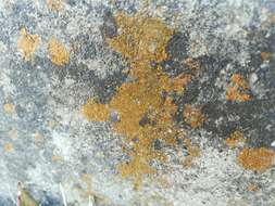 Image of orange lichen