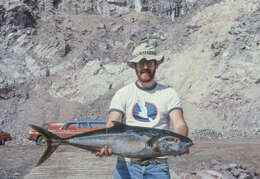 Image of California Yellowtail