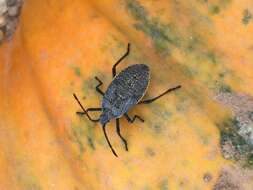 Image of Squash Bug