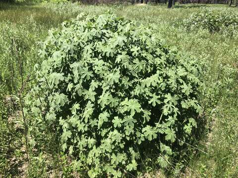 Image of giant checkerbloom