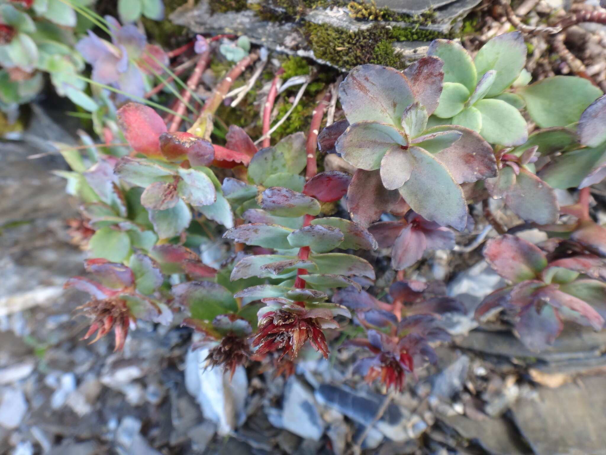 Image de Phedimus subcapitatus (Hayata) S. S. Ying