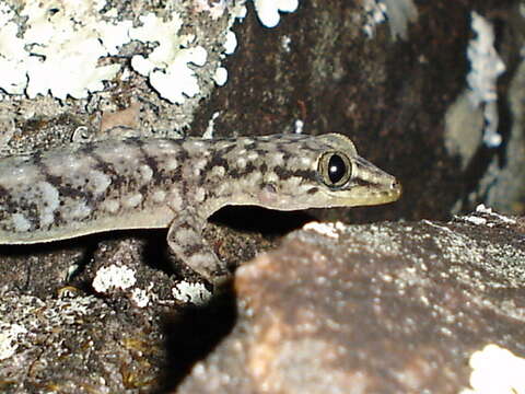 Image of Brazilian gecko