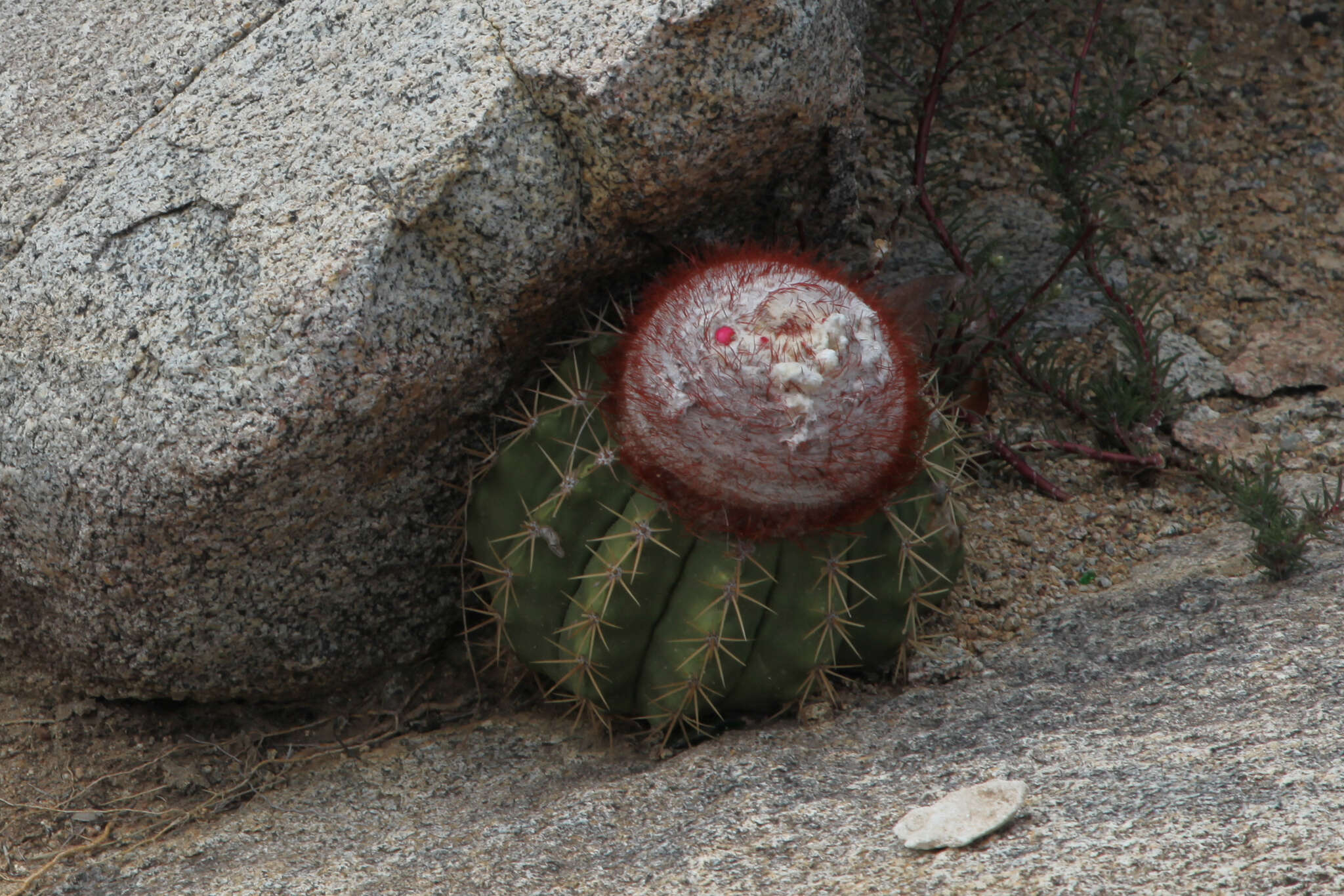 Image of Melocactus macracanthos (Salm-Dyck) Link & Otto