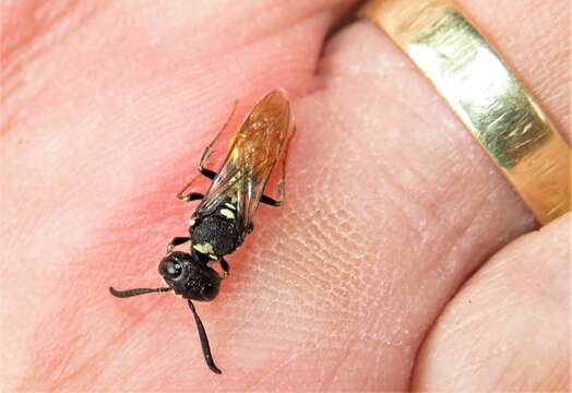 Image of Philanthus loeflingi Dahlbom 1845