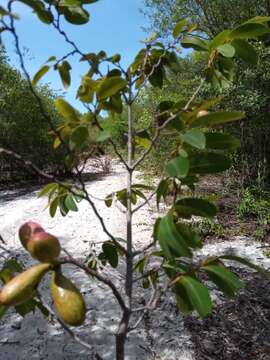 Xylopia bemarivensis Diels resmi