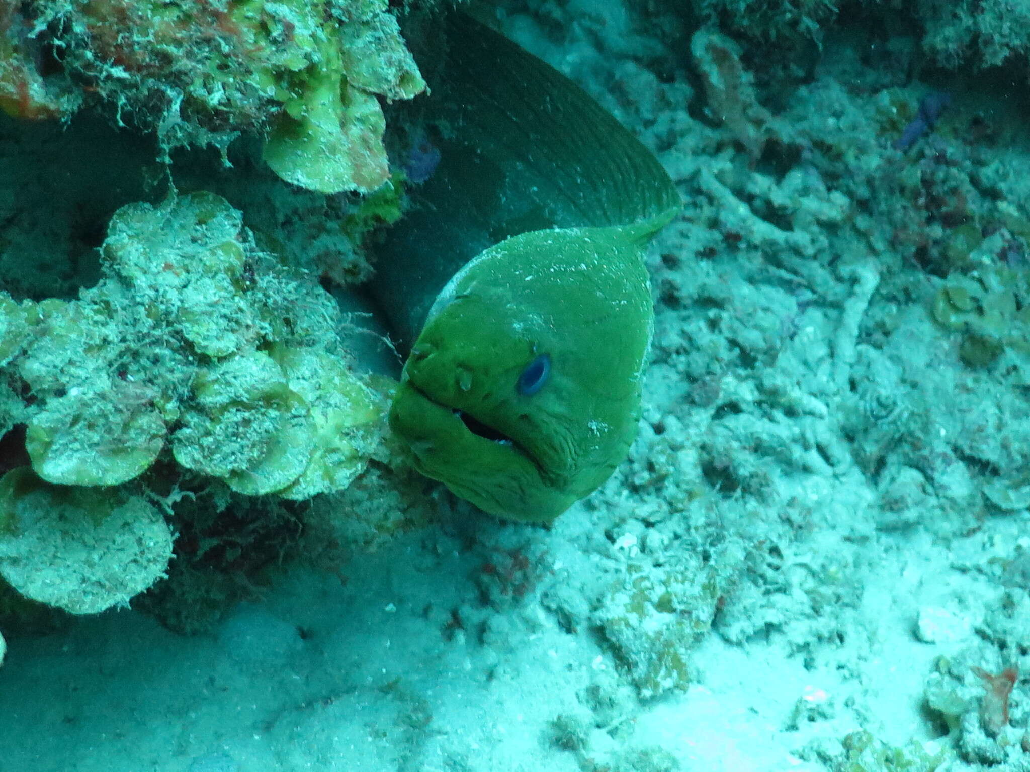 Image of Black Moray