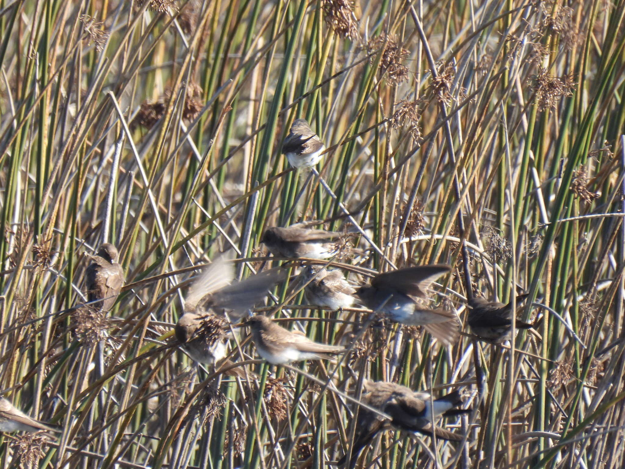 Image of African Sand Martin