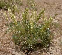 Image of Peirson's Lupine