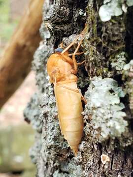 Image of Coenomyia