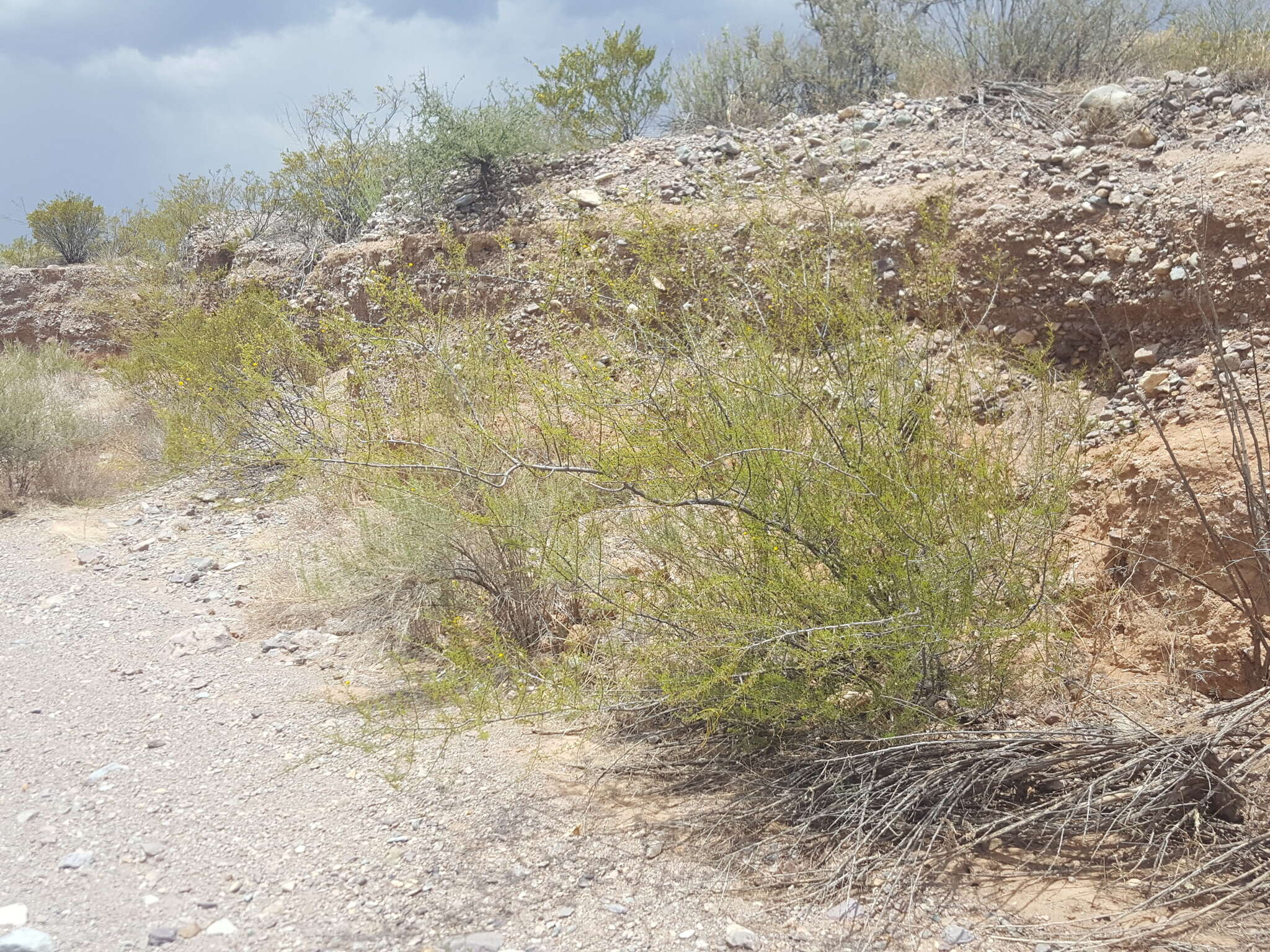 Vachellia vernicosa (Britton & Rose) Seigler & Ebinger resmi