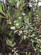 Plancia ëd Leucopogon muticus R. Br.