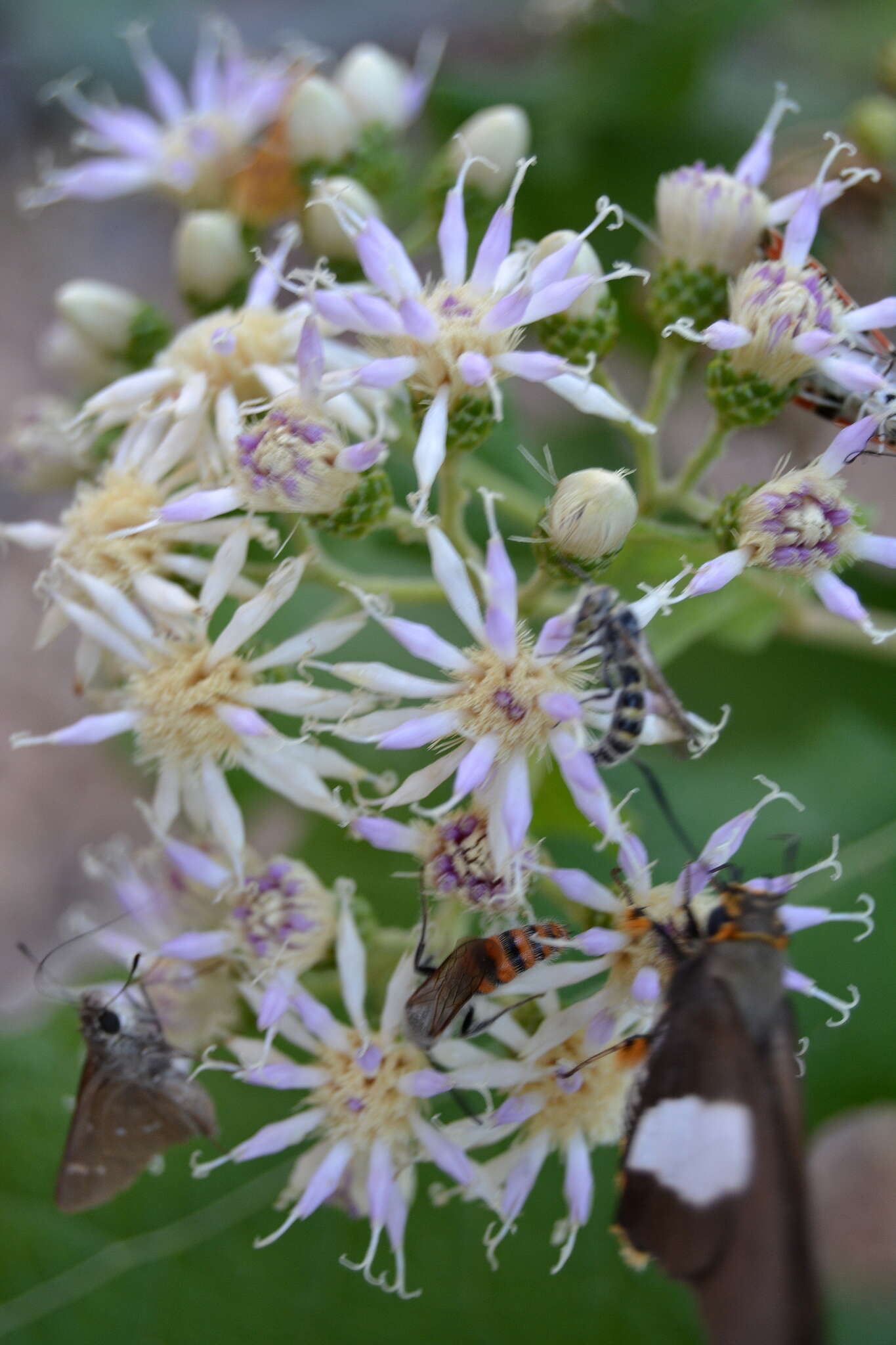 Image of Lowveld veronia