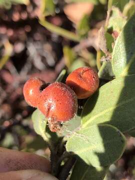 Image of Otay manzanita