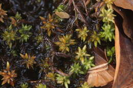 Sphagnum denticulatum Bridel 1826的圖片