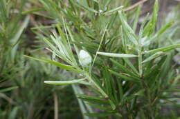 Image of Podocarpus capuronii de Laub.