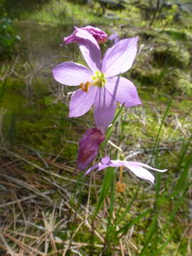 Image of Douglas' grasswidow