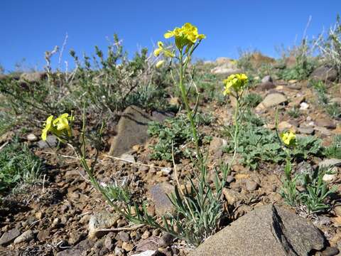 Image of Erysimum flavum (Georgi) Bobrov