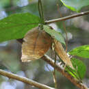 Image of Doleschallia bisaltide continentalis Fruhstorfer 1899