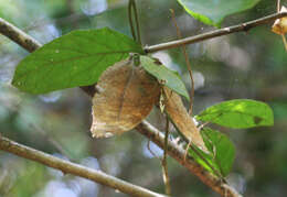 Image of Doleschallia bisaltide continentalis Fruhstorfer 1899