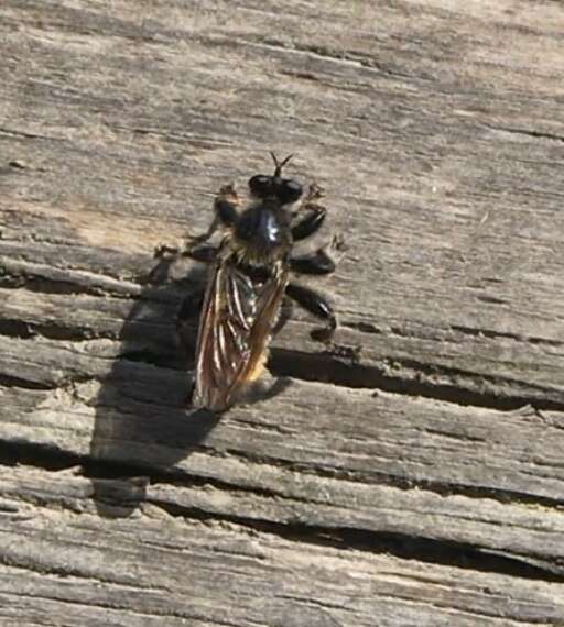 Image of Laphria flava (Linnaeus 1761)