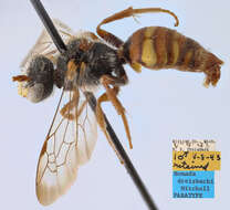 Image of Nomada dreisbachi Mitchell 1962