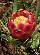 Image of Protea parvula Beard