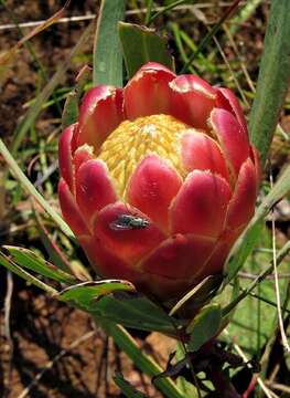 Image of Protea parvula Beard