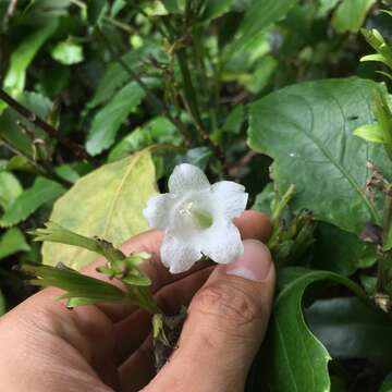 Strobilanthes lanyuensis Seok, C. F. Hsieh & J. Murata resmi