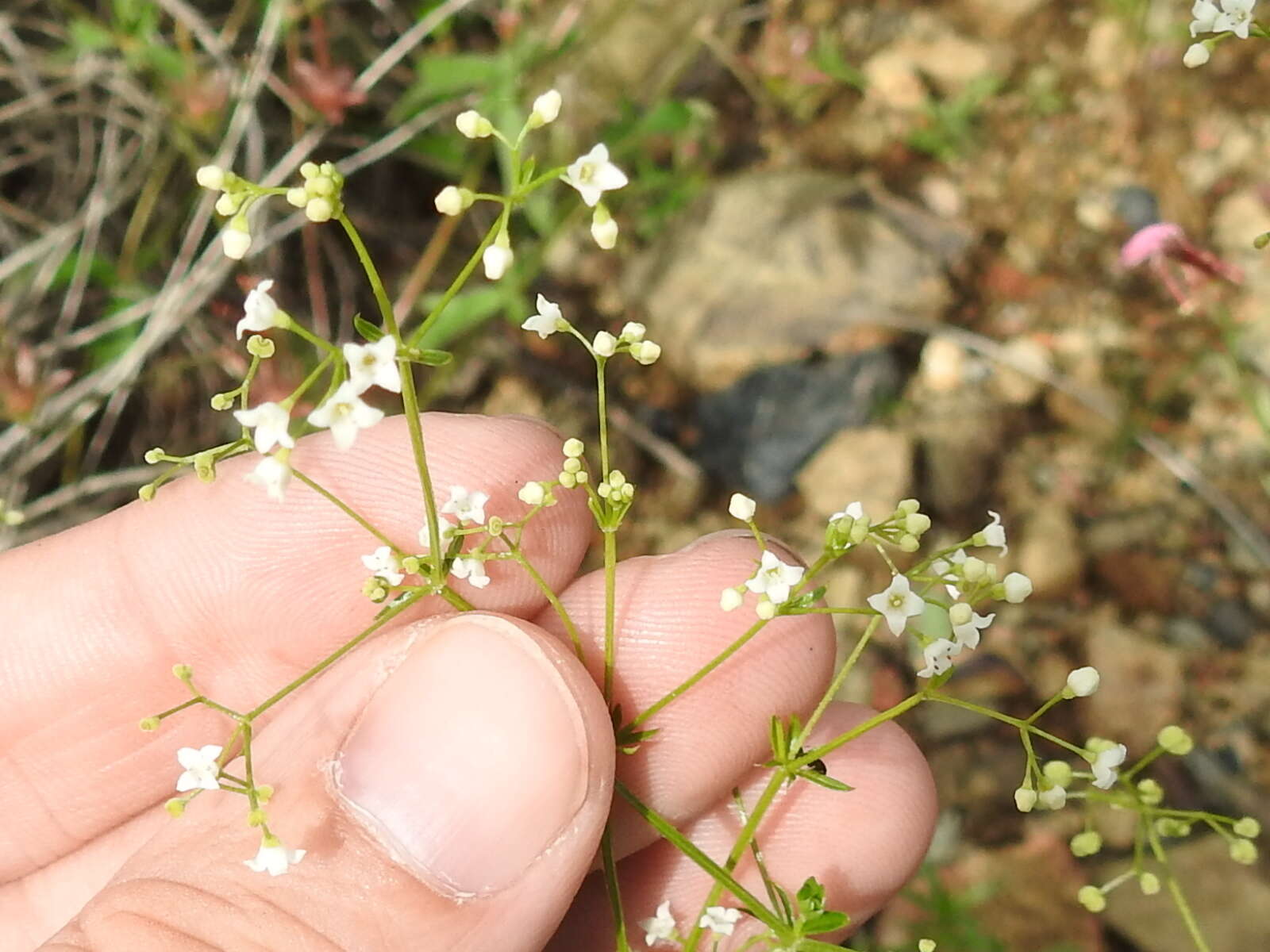 Galium mexicanum Kunth resmi