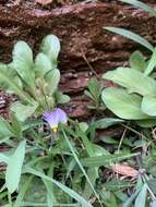 Imagem de Dodecatheon pulchellum var. zionense (Eastw.) S. L. Welsh