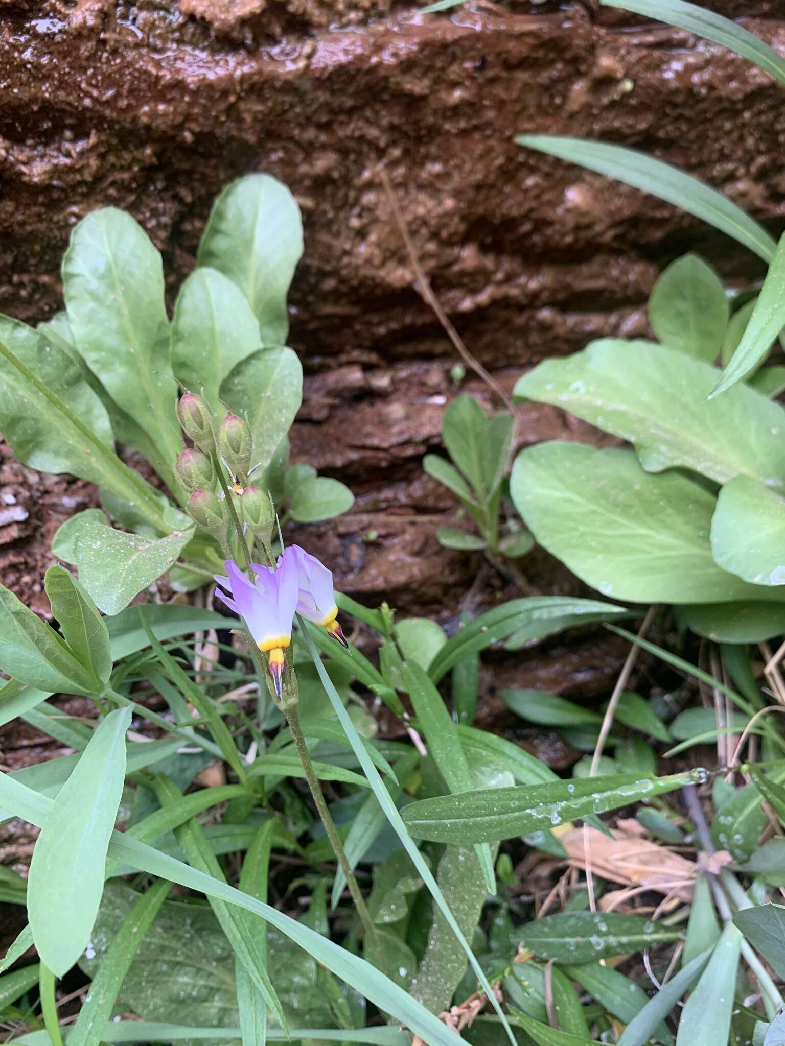 Imagem de Dodecatheon pulchellum var. zionense (Eastw.) S. L. Welsh