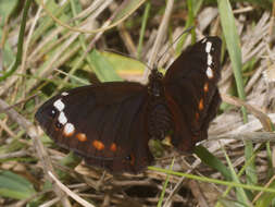 Image of Serradinga bowkeri