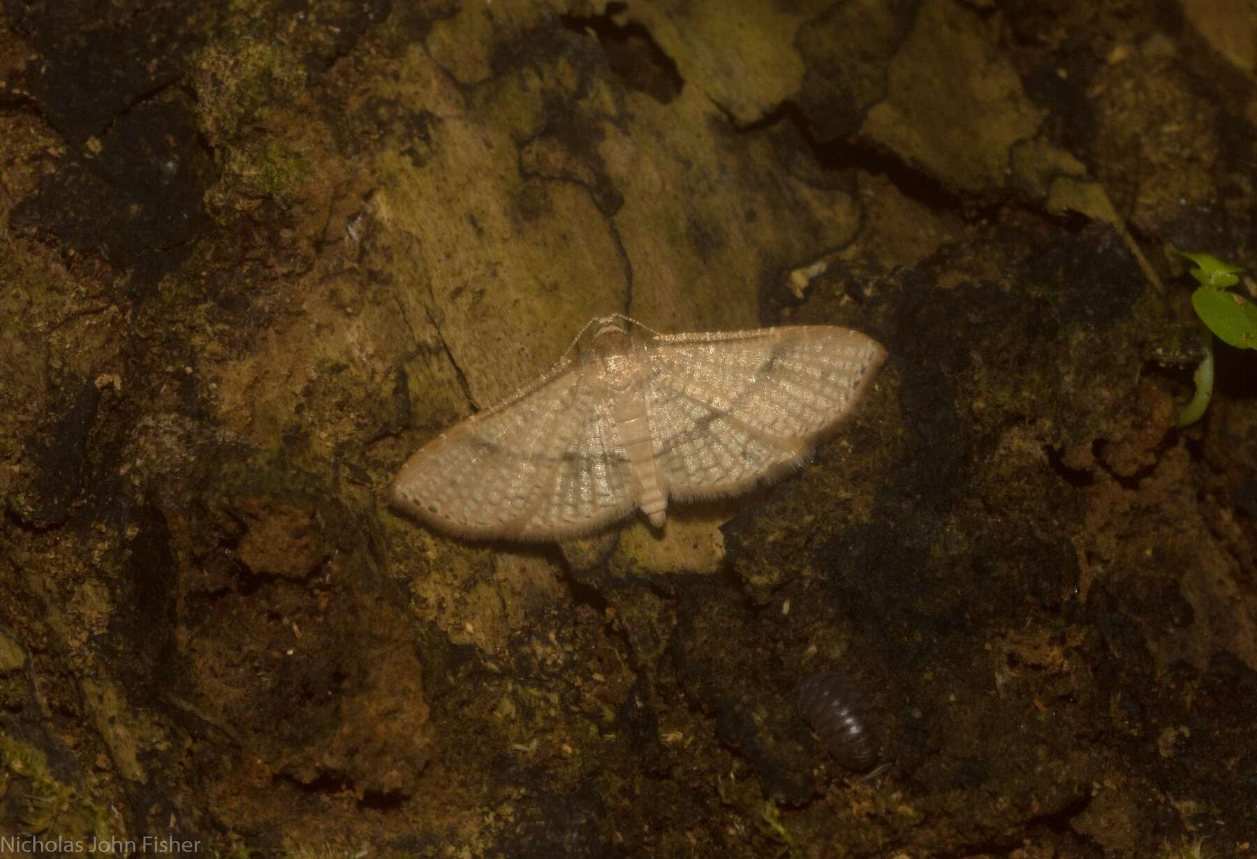 Image of Addaea subtessellata Walker 1866