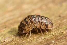 Imagem de Armadillidium pictum Brandt 1833