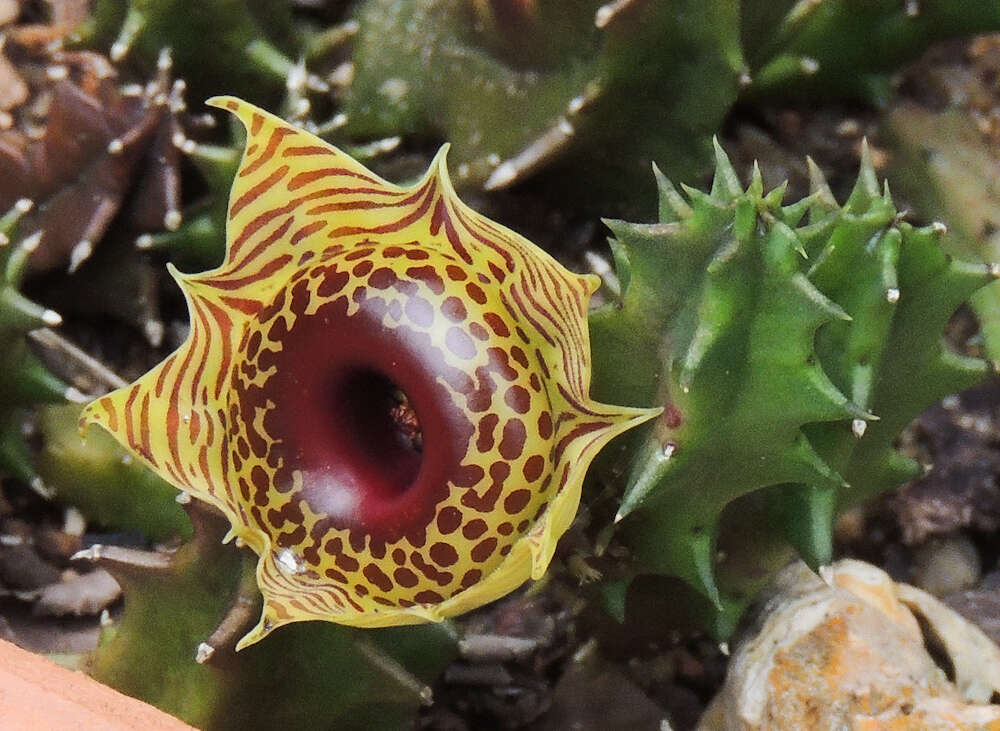 Image de Ceropegia zebrina (N. E. Br.) Bruyns