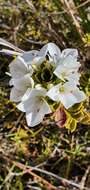 Image of Veronica macrantha var. brachyphylla Cheesem.