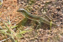 Image of Ornate Girdled Lizard